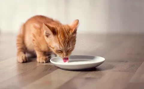 Котенок мало ест но активный