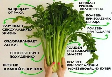 Сельдерей полезные свойства и противопоказания