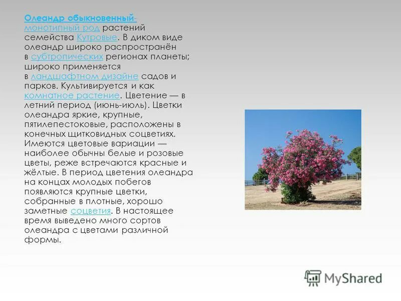 Таблица соцветия биология 6. Почему растения с соцветиями широко распространены. Биология 6 класс тема соцветия. Типы соцветий. Соцветия и типы соцветий 6 класс.