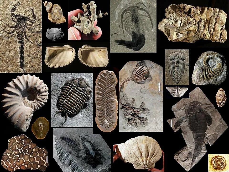 Fossil окаменелости. Палеоботаника палеонтология таблица. Аммониты белемниты трилобиты. Палеонтология(наука изучающая ископаемые останки).