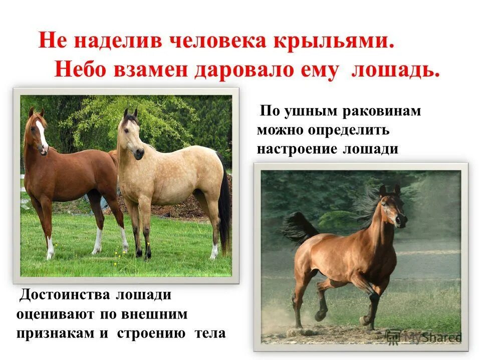 преимущество лошади. преимущества лошади. достоинства лошади 4 класс. скачки иноходцев. преимущество лошади.