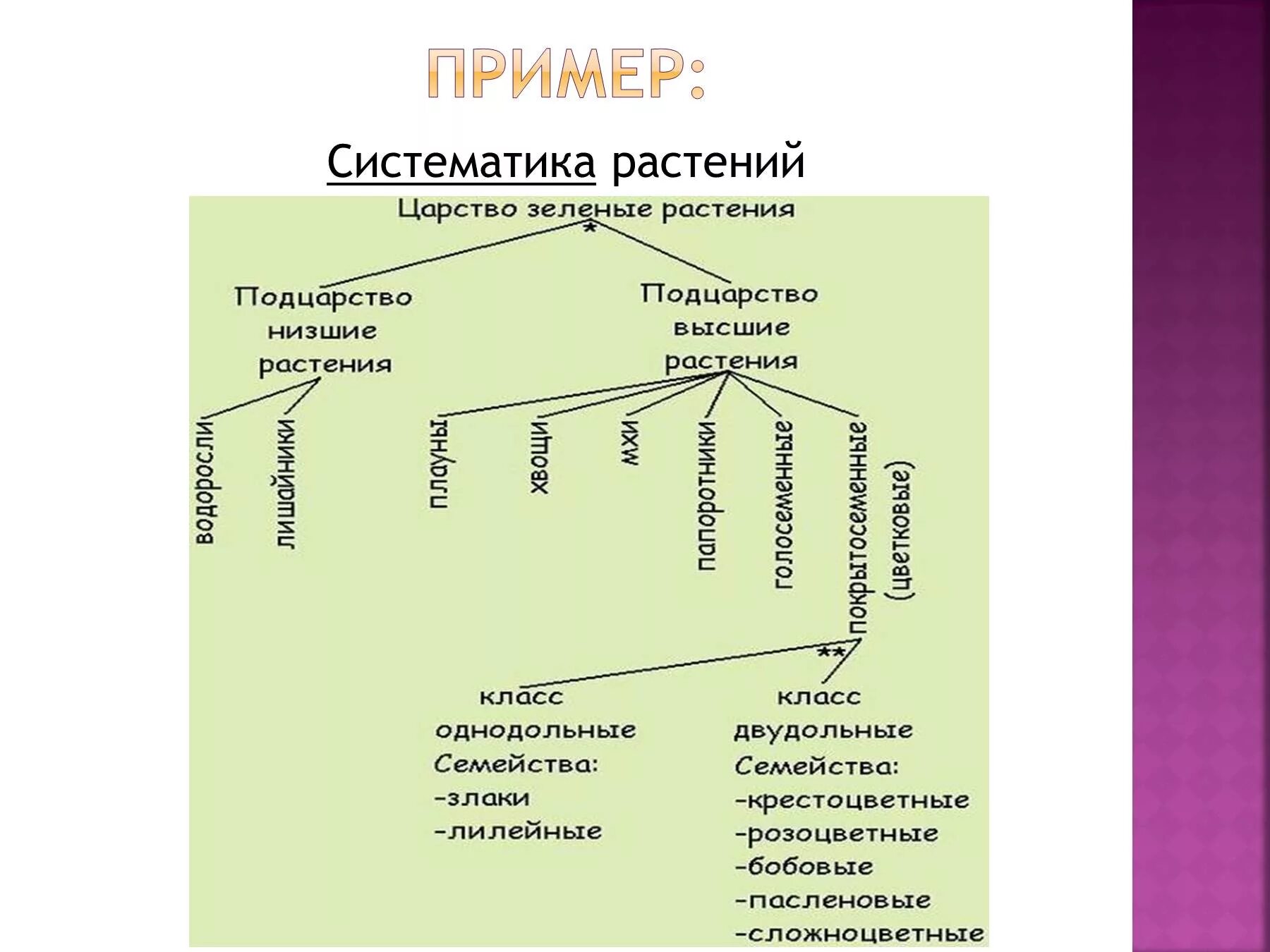 Царство растений с наименьшего. Систематика растений 5 класс биология. основы систематики растений. систематика примеры. пример систематики растений.