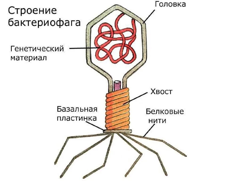 Каково строение вируса кратко. Схема строения вируса и бактериофага. Строение вируса бактериофага. Схема вируса бактериофаг 5 класс. Структурные элементы бактериофага.