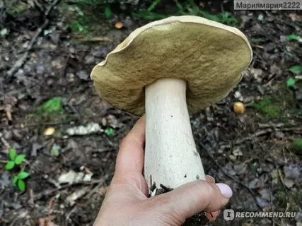 Белые царские грибы