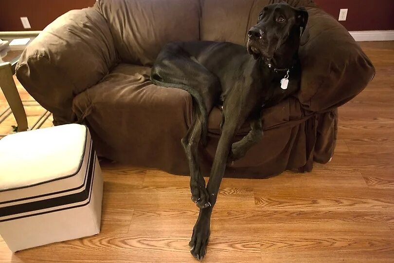 Предложение огромный пес. Немецкий дог Зевс. Немецкий дог Зевс самая высокая собака в мире. Немецкий дог по кличке Зевс. Королевский дог Зевс.