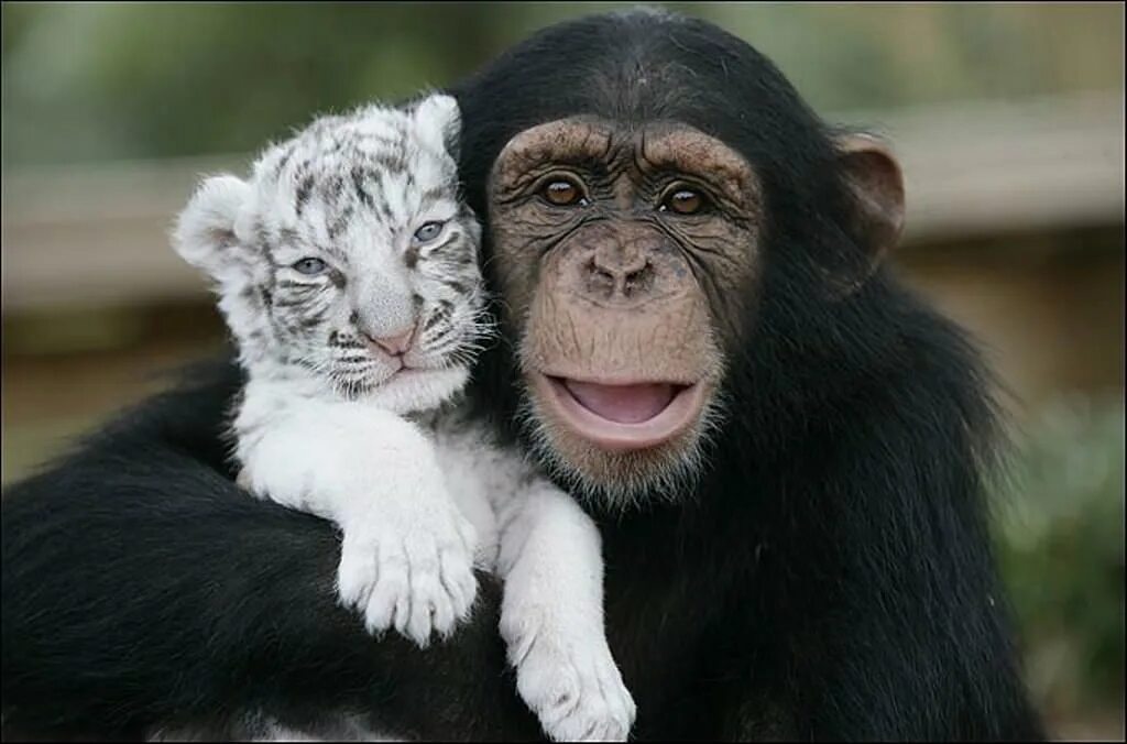 Самое говорящее животное. Тигр и обезьяна. Тигренок и обезьянка. Обезьяна Дружба. Тигр и обезьянка Дружба.