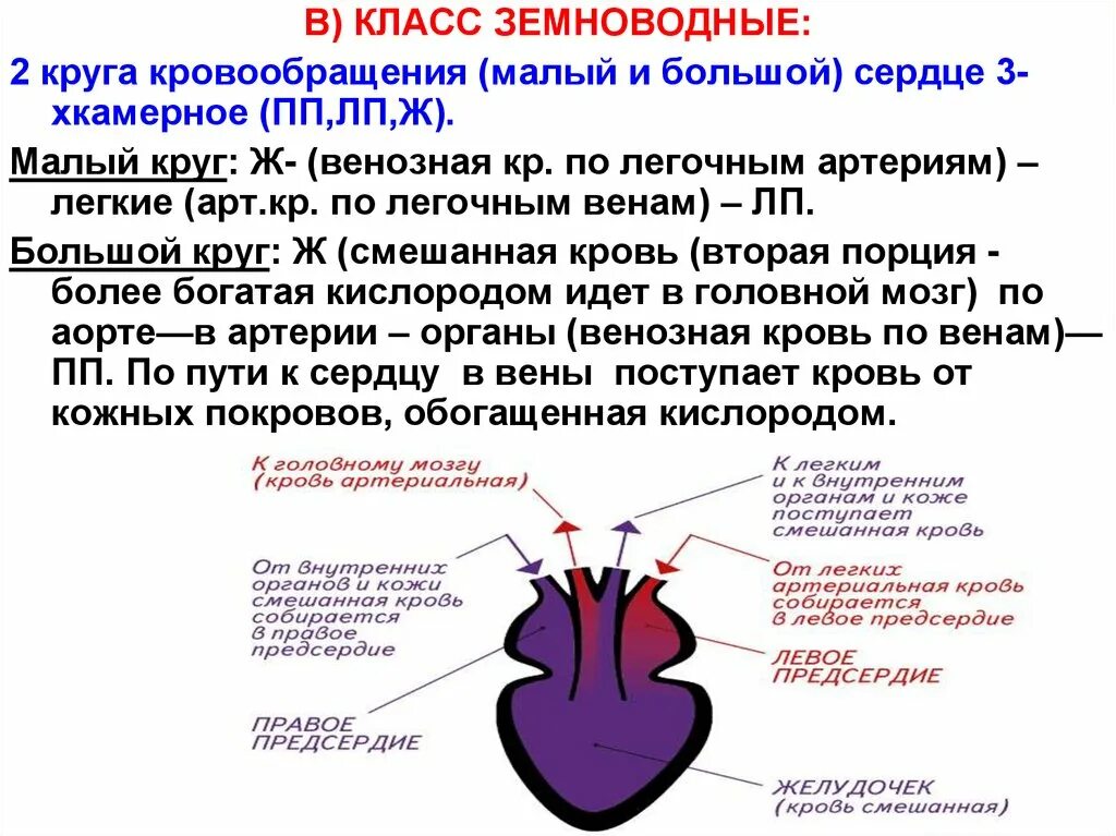 Схема малого круга кровообращения у земноводных. Малый круг кровообращения у земноводных схема. 2 Круга кровообращения у земноводных схема. Малый круг кровообращения лягушки схема. Заканчивается в правом предсердии