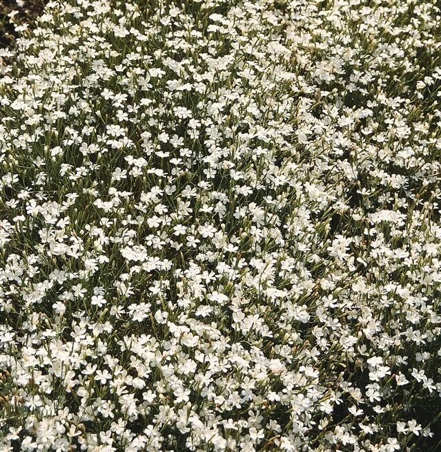 Гвоздика травянка Albus. Гвоздика травянка / Dianthus deltoides "Albus". Гвоздика травянка Альбифлорус. Гвоздика травянка конфетти Вайт. Конфетти род