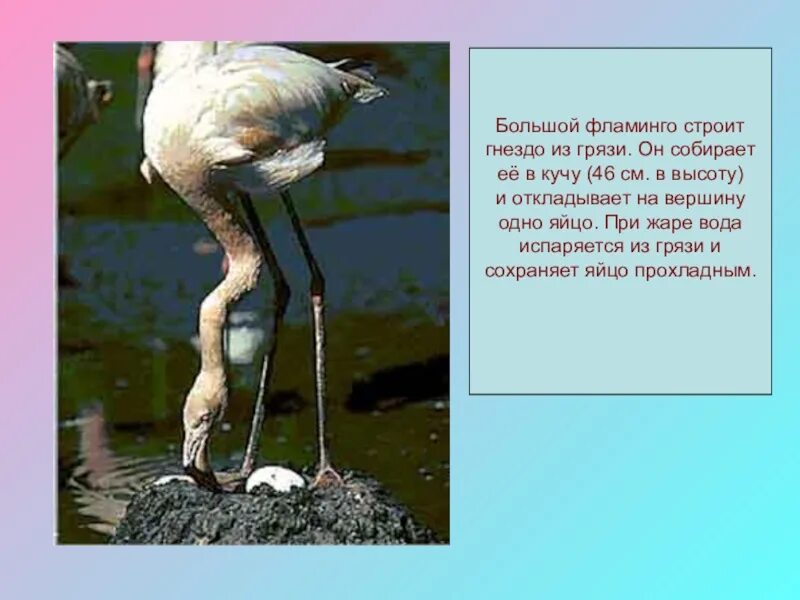 Гнездование фламинго. Фламинго не строят гнезд. Розовый фламинго гнездование. Фламинго птица гнезда. Фламинго не строят гнезд.