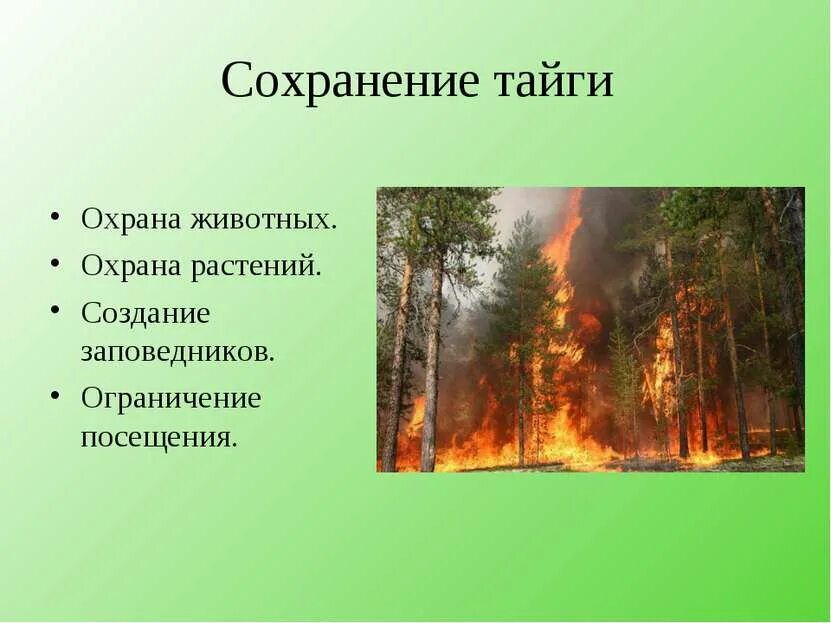 Использование тайги. Охрана природы тайги. экологические проблемы и охрана природы тайги. охрана природной зоны тайги. проблемы охраны природы тайги.