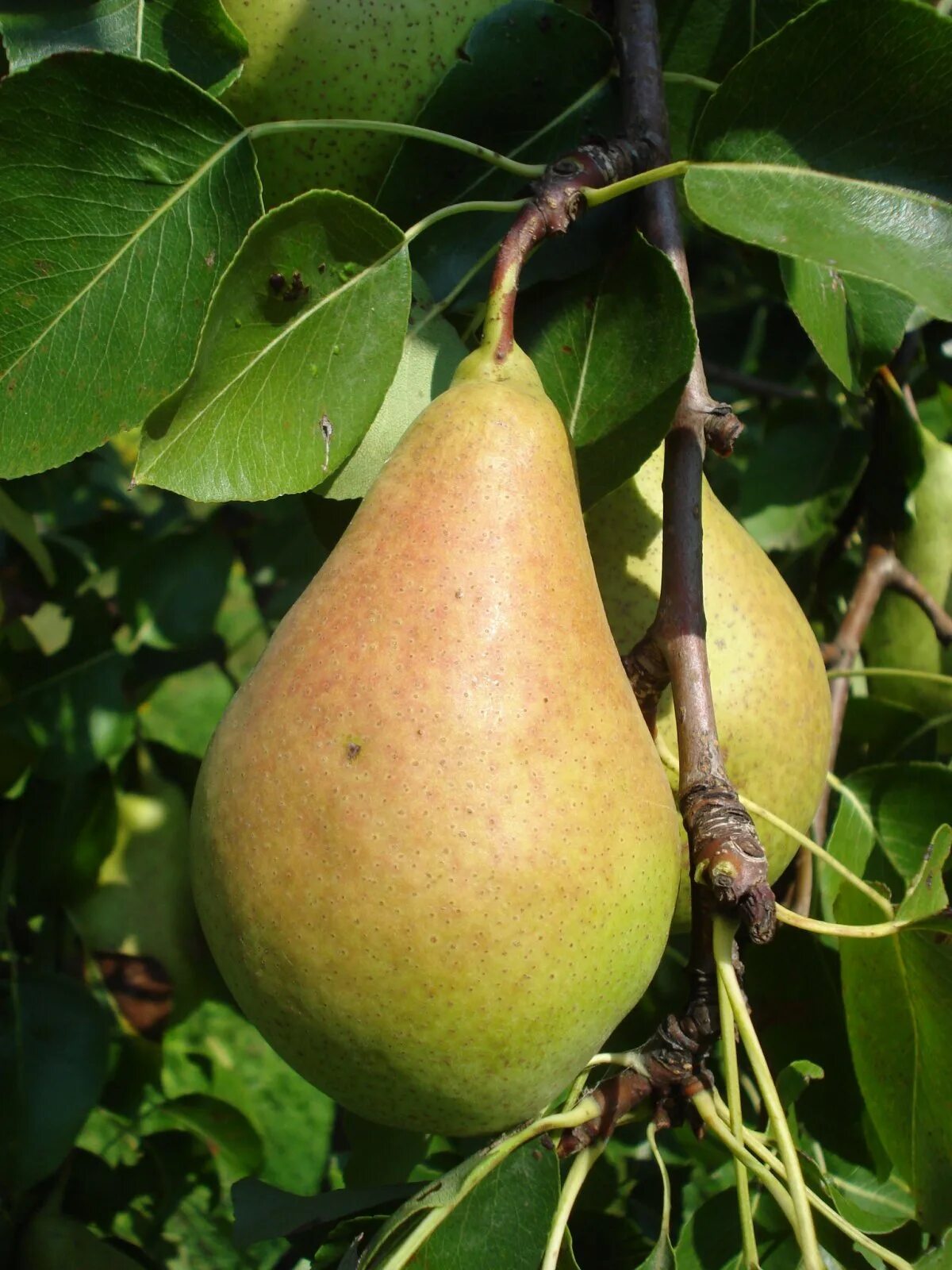 Зимние сорта груш фото. Сорт груши кюре. груша лесная pyrus. груша кюре (вильямс зимний). сорт груши пирус.