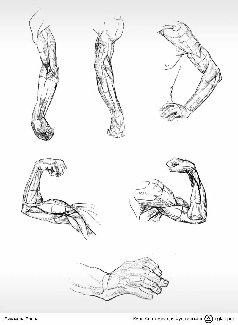 Строение руки рисунок. Рука сзади референс. Референсы рук снизу. Руки референс анатомия кисти. Анатомия для художников Дудиева.