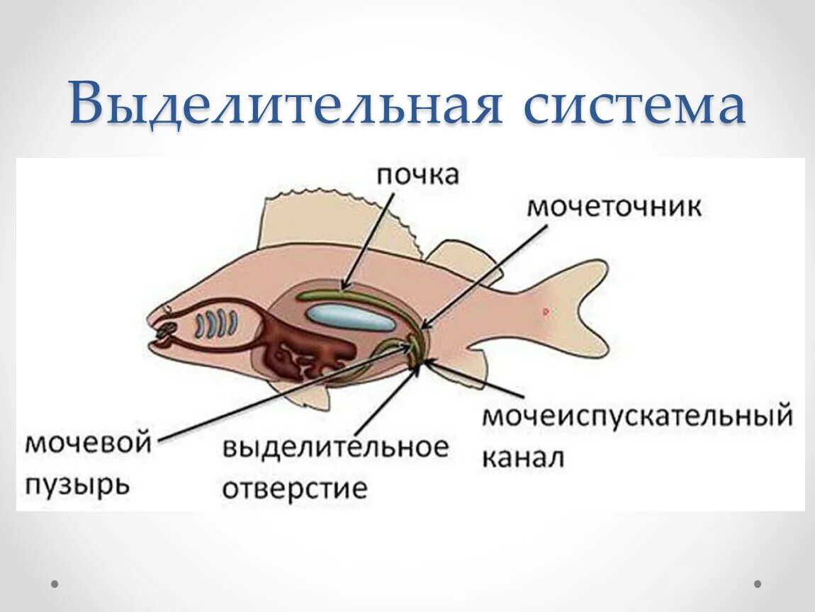 Парные органы выделения. Внутреннее строение рыбы выделительная система. Выделительная система костных рыб схема. Строение выделительной системы рыб. Выделительная система рыб схема.