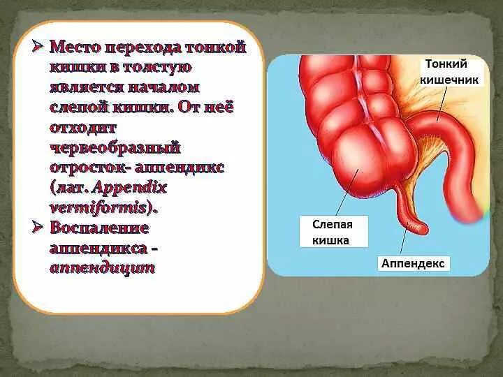 Название толстого кишечника. Слепая кишка с аппендиксом. Тонкая кишка слепая кишка аппендикс. Червеобразный отросток слепой кишки. Червеобразный отросток Толстого кишечника.