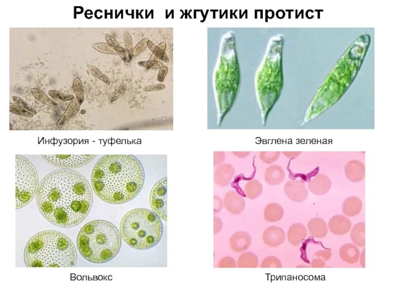 Эвглена зеленая вольвокс. Эвглена и вольвокс. эвглена зеленая и вольвокс. эвглена зеленая эукариот. жгутиковые инфузории.