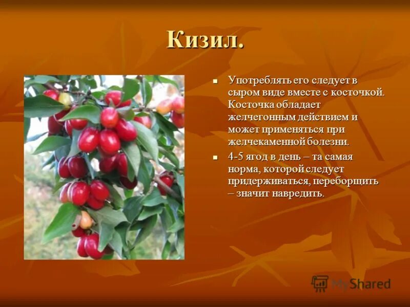 Кизил алеша. Кизил описание. Кизил ягода витамины. Кизил дерево или кустарник.