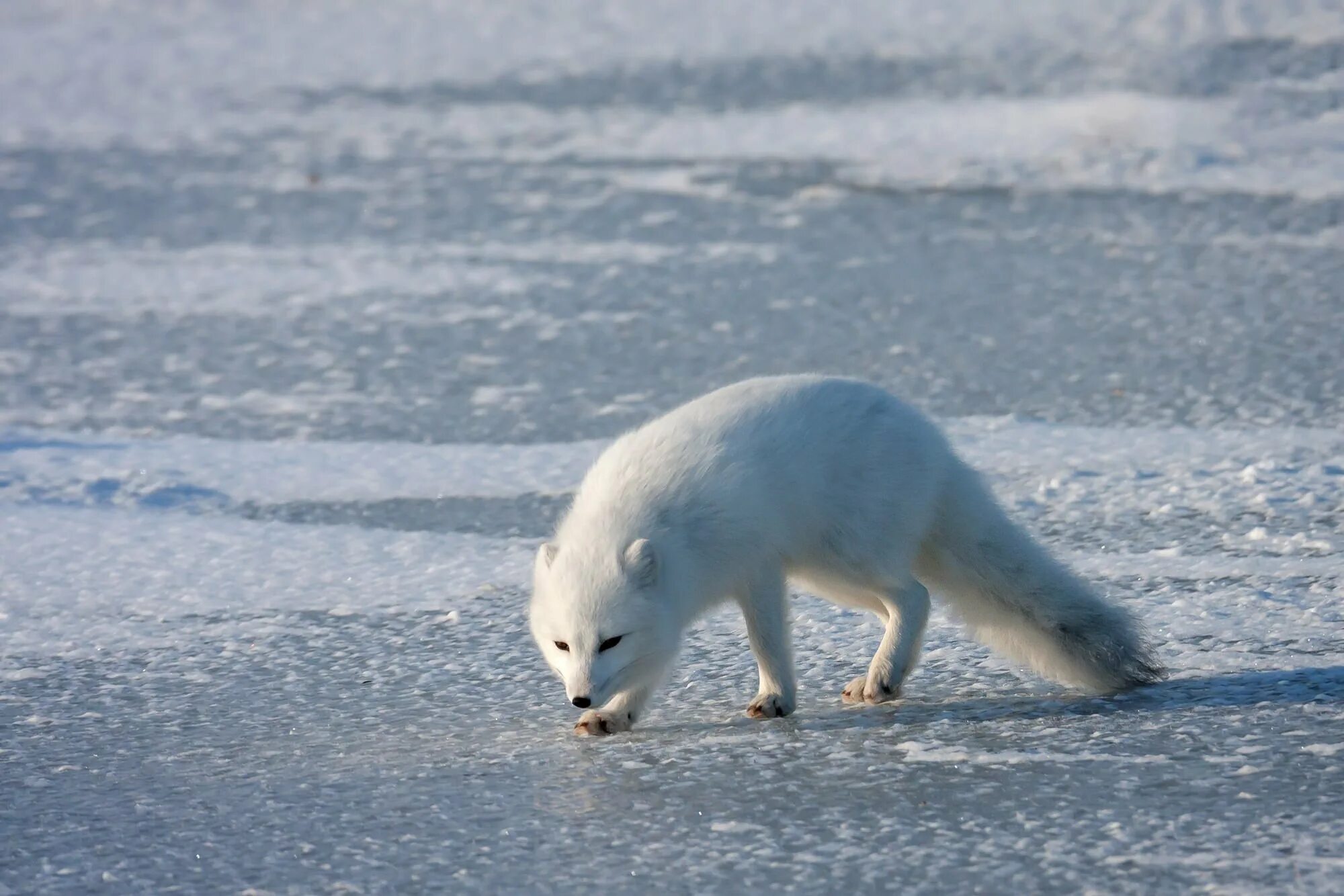 Какой зоне водятся белые медведи песцы лемминги. Песец арктических пустынь. Песец и лемминг. Песец Хибины. Песец в Арктике.