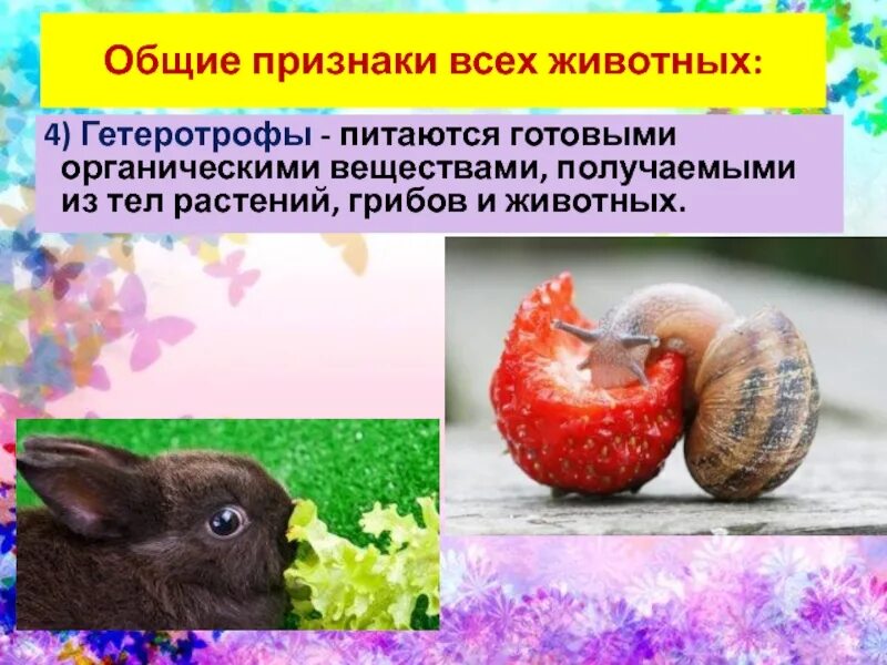 Для питания грибам необходимы. Грибы и растения питаются готовыми органическими веществами. Характерные признаки грибов. Грибы которые питаются готовыми органическими веществами. Грибы и растения питаются готовыми органическими веществами.