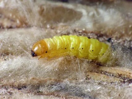 Larva личинка