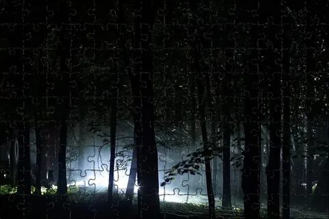 Хвойный лес ночью