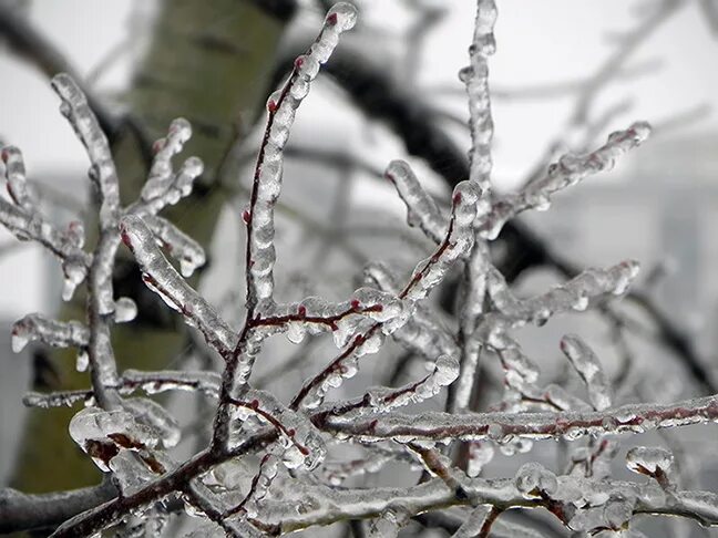 клипарт заснеженные ветки боке. ледяные оковы. ледяные оковы. весеннее солнце сквозь лед. дельфиндор екатеринбург.