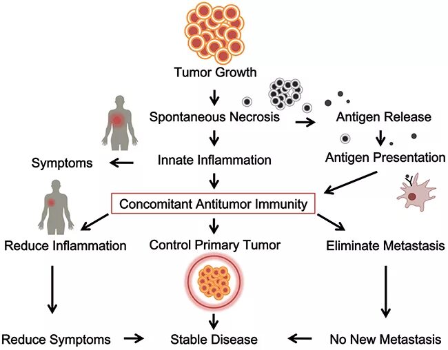 Онкотаргет. Tumor growth. Tumor growth оружие. Antitumor Immunity.