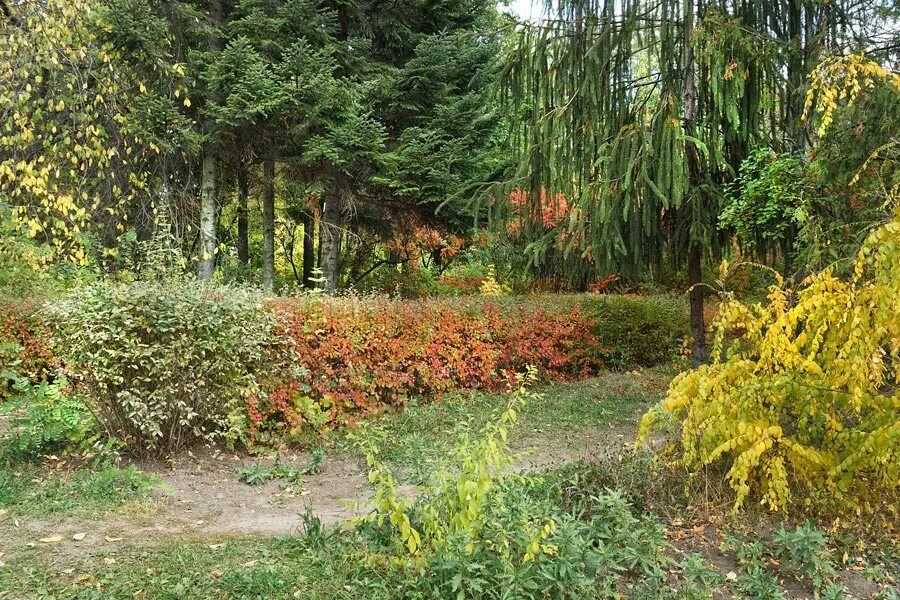 Дендрарий вглту воронеж дендропарк вглту фото Экскурсия в дендрарий ВГЛТУ