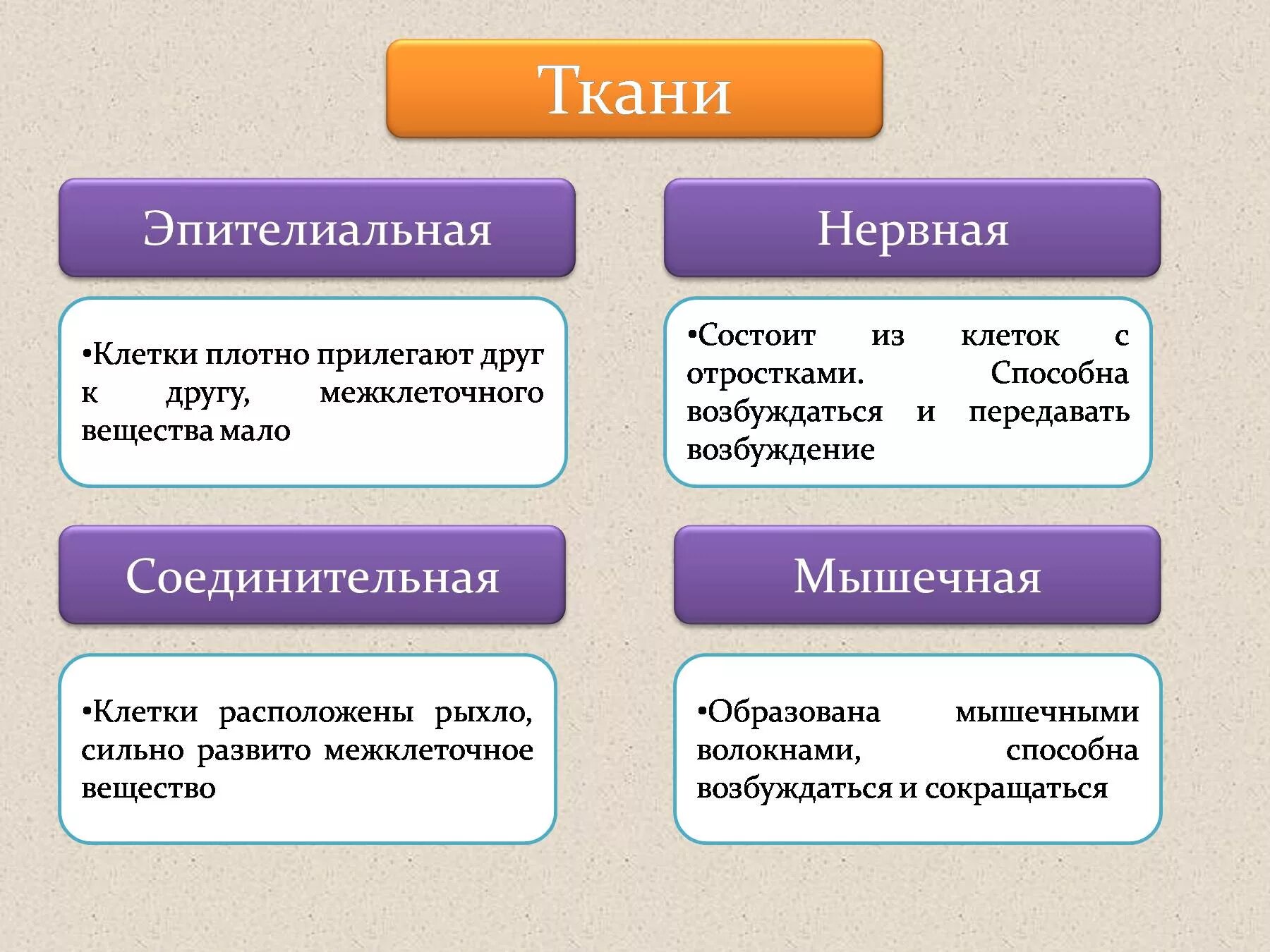 Биология 8 класс типы эпителиальной ткани. Ткани человека эпителиальная ткань. Биология таблица ткани соединительная, покровная, мышечная, нервная. Соединительные ткани строение функции биология 8 класс. Какую функцию выполняет эпителиальная