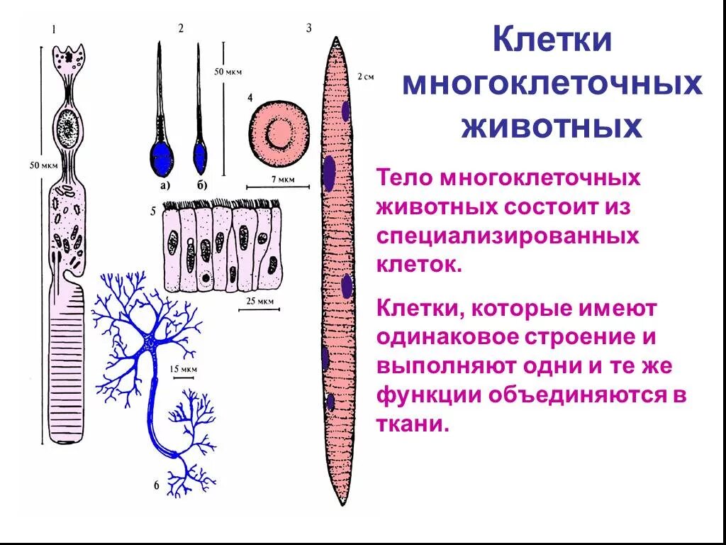 Организм животного состоит из клеток. Многоклеточные животные строение. Клетка многоклеточных животных. Строение многоклеточных организмов. Организм многоклеточного животного строение.