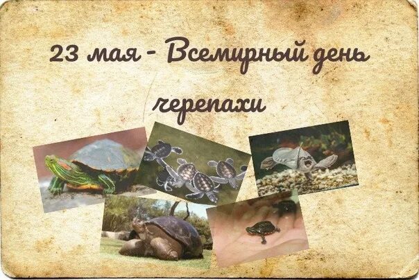 23 мая выйдет. 23 мая день черепахи праздник всемирный. 23 мая праздник черепахи. день черепахи 23 мая 2025. всемирный день черепахи.