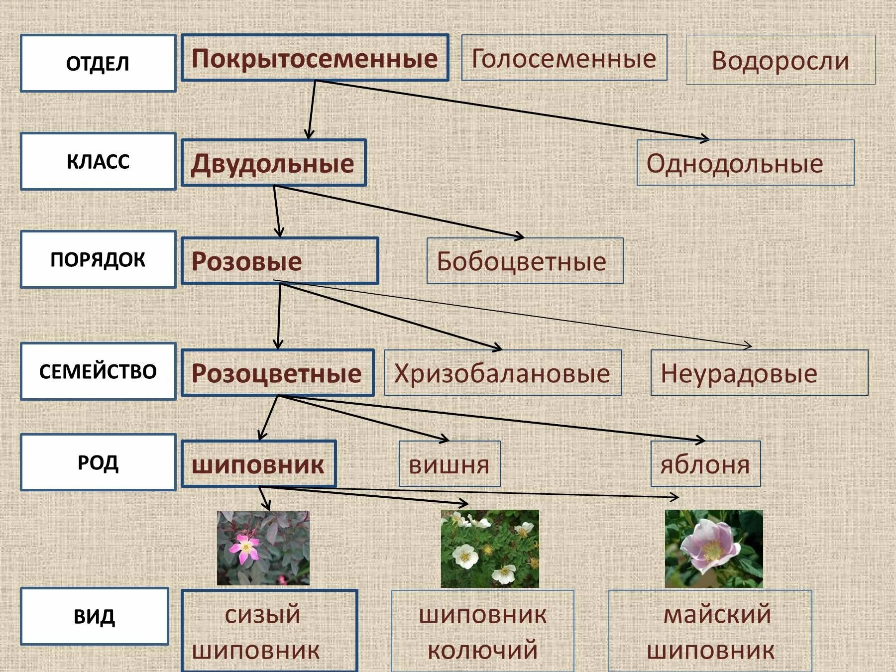 Таблица царство вид отряд. Систематика растений царство отделы. Царство растений отделы классы схема. Систематика царства растений схема. Систематика растений отдел Покрытосеменные классы порядок.