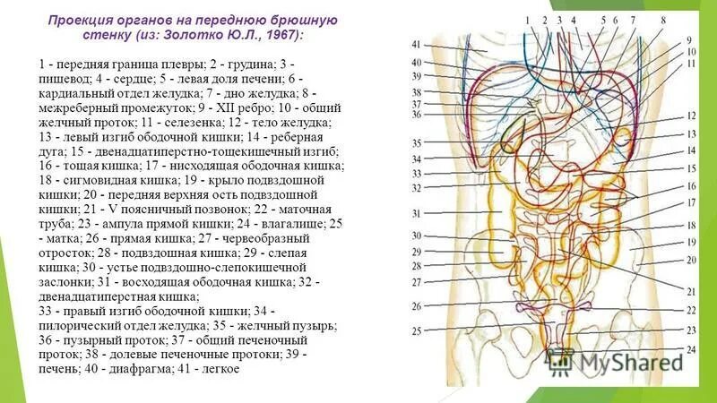 проекция желудка на переднюю брюшную стенку. проекция органов живота. проекция внутренних органов на животе. проекция желудка на переднюю брюшную стенку. области живота надчревье чревье.