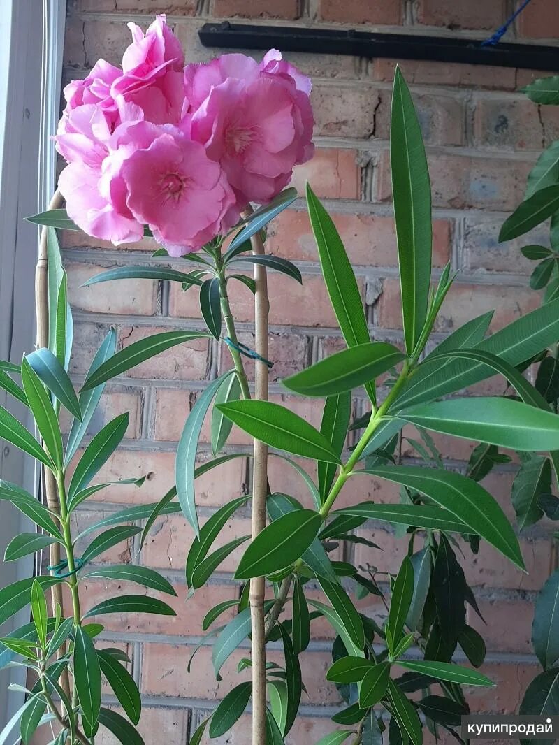 олеандр цветок. светак олнндр. олеандр цветок комнатный. комнатный цветок олеандра. комнатный цветок олеандра.