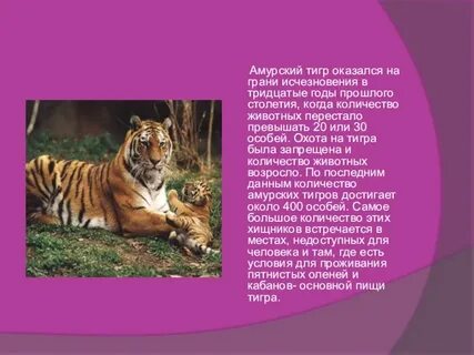 Описание амурского