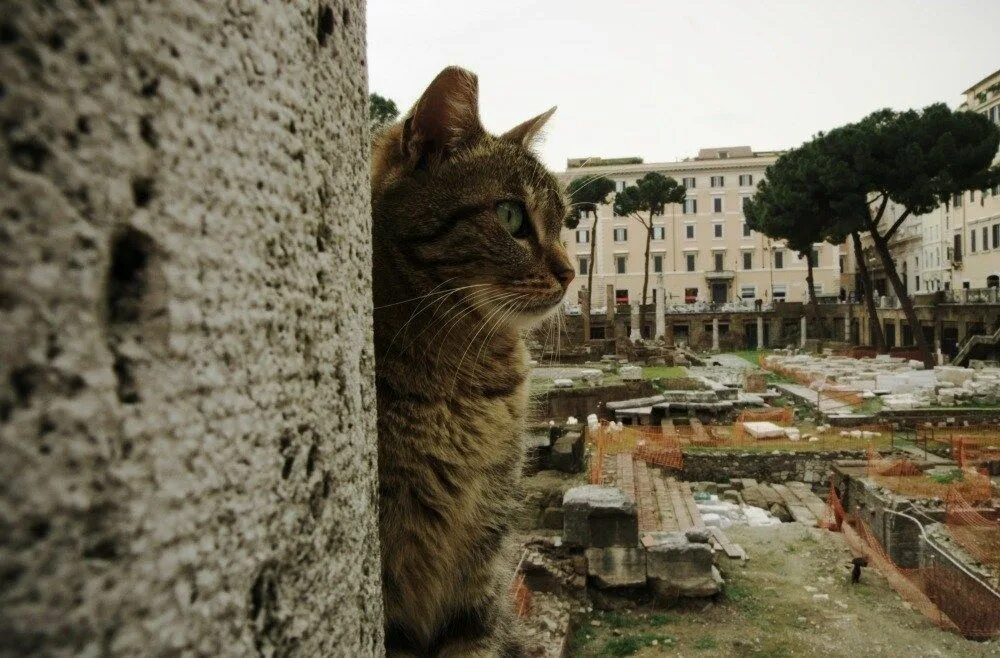 Cats site