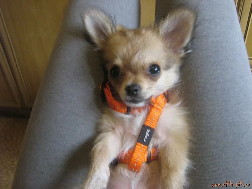 шах арпилин ромарио. чихуахуа с шерстью. мексиканский чихуахуа гладкошерстный. чихуа линяет. чихуахуа линяет.