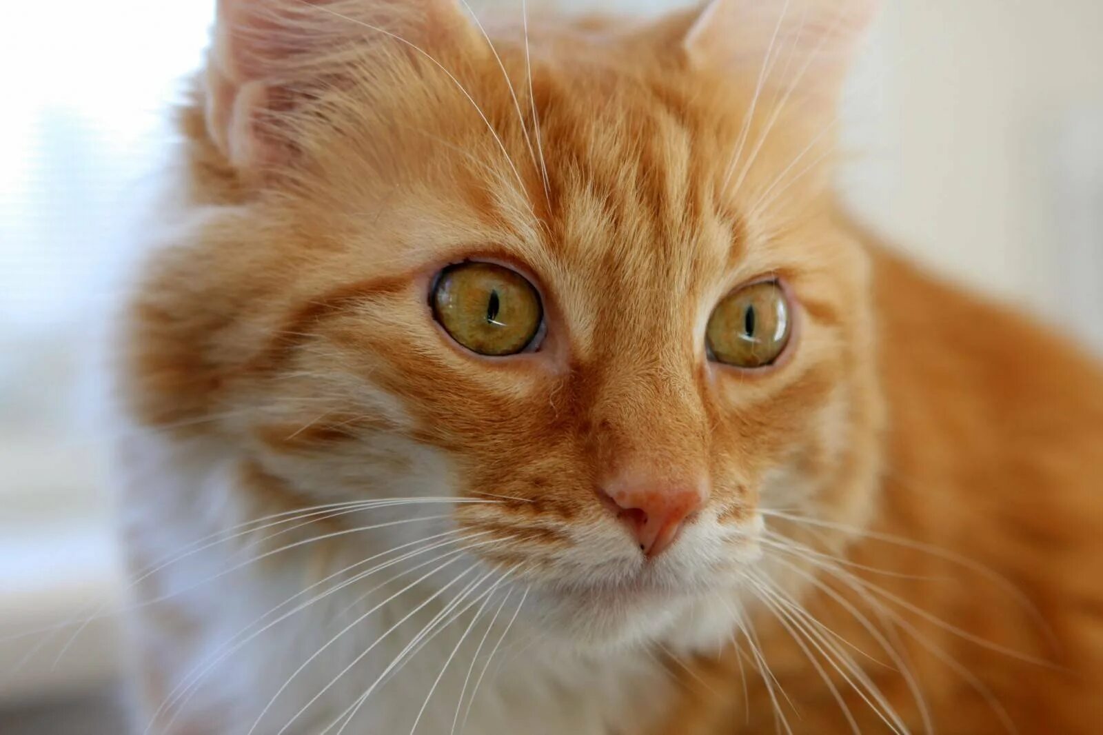Порода рыжих котов с рыжими глазами