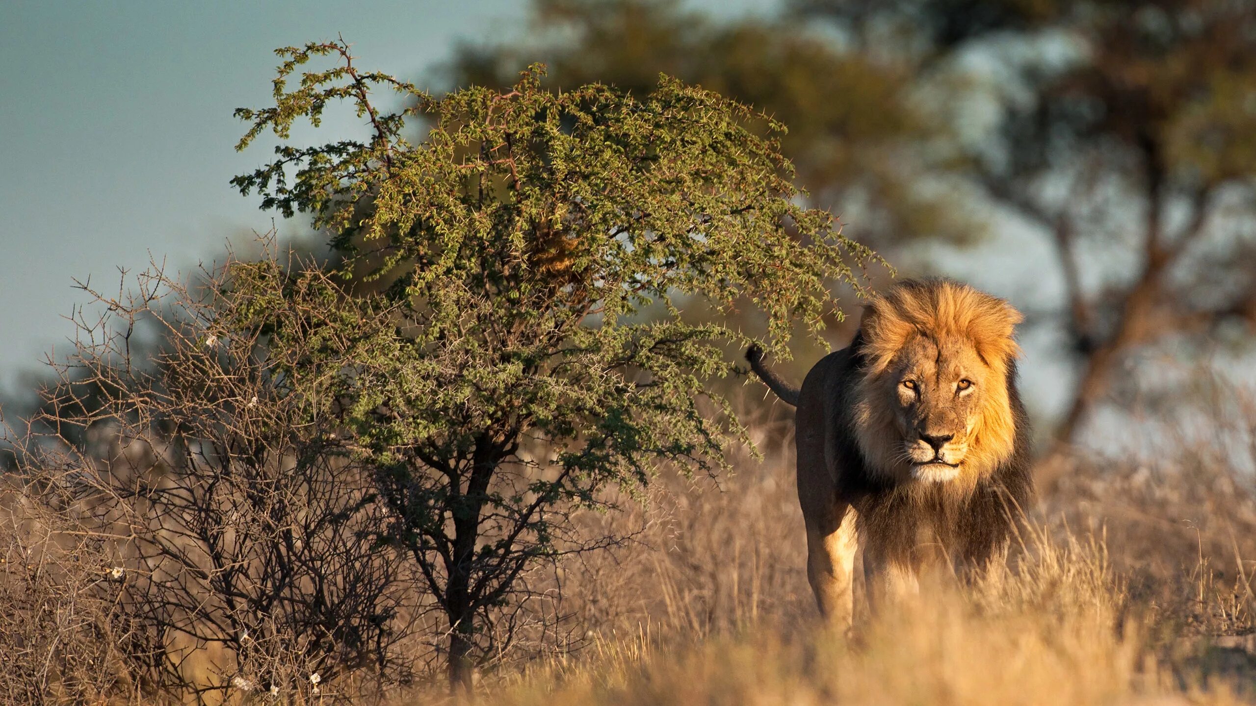 Африка саванна лев. Сафари юар лев. Саванны замбии. Львы в саванне. Лев в саванне.