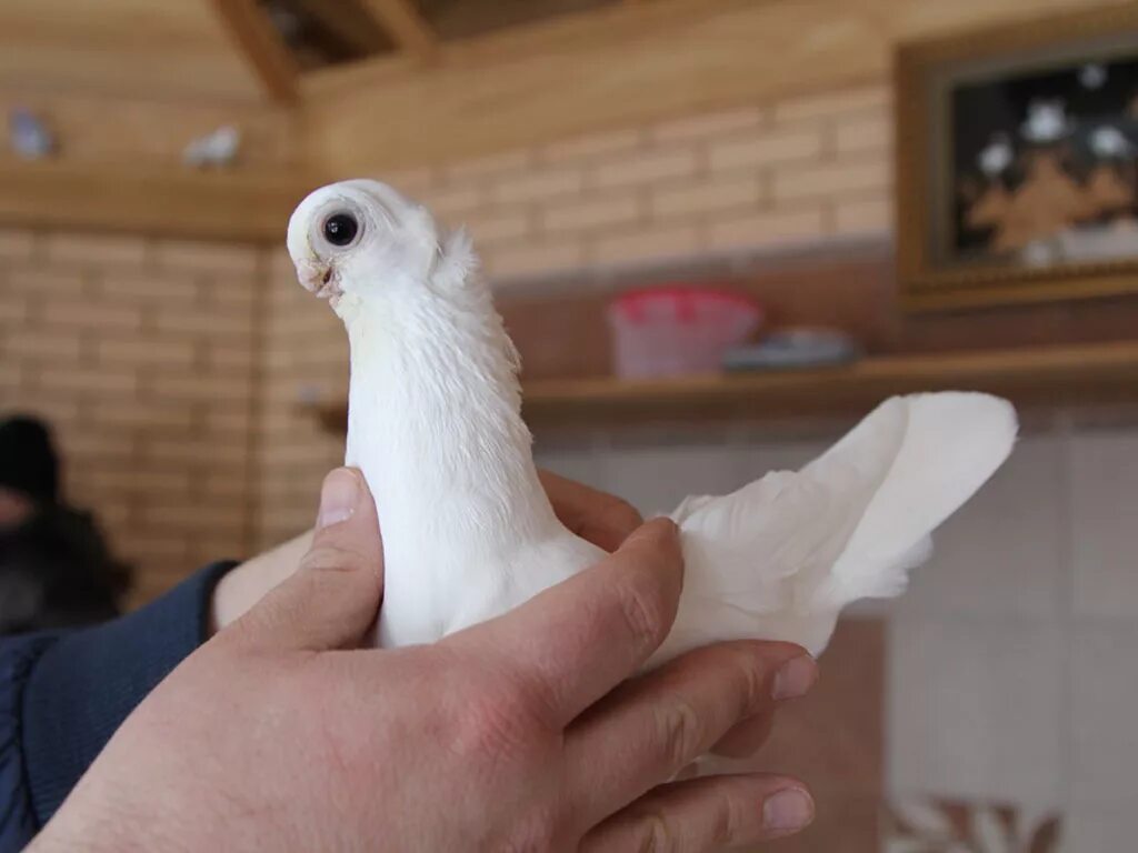 Будапештский короткоклювый Турман. Орловский Турман голуби. Голуби породы Турман. Голубь Орловский белый Турман. Клюв белого голубя