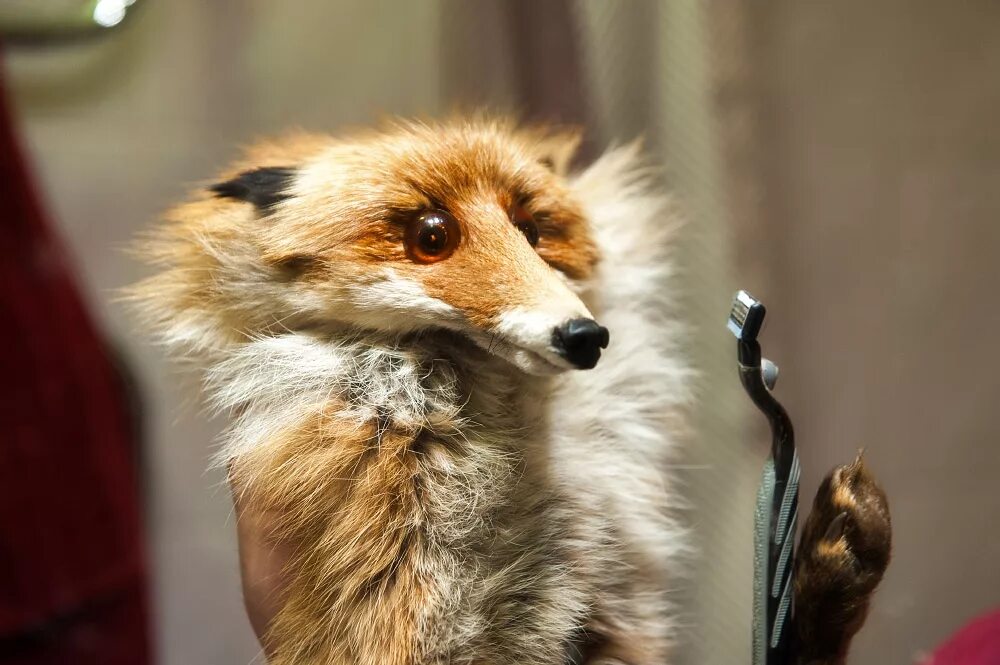 Забавный лис. Забавный лис. Лисе стыдно. Лиса смущается. Забавный лис.