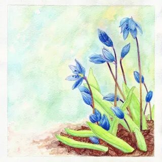Первоцветы рисунок