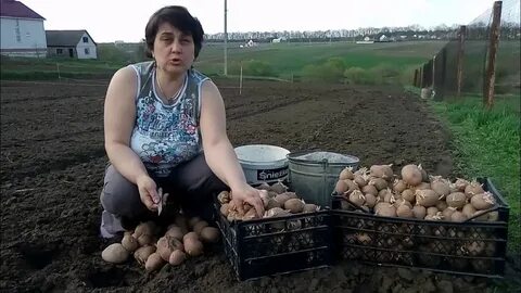 Как сажать резанную картошку