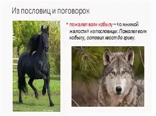 Пожалел волк кобылу значение. Пожалел волк кобылу значение