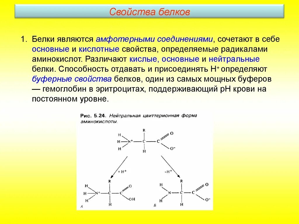 Белок структура и функции. Структура и свойства белков. Белки состав строение функции. Белки строение структура свойства.