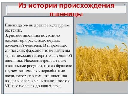 История зерновых культур