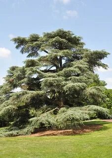 Atlas cedar