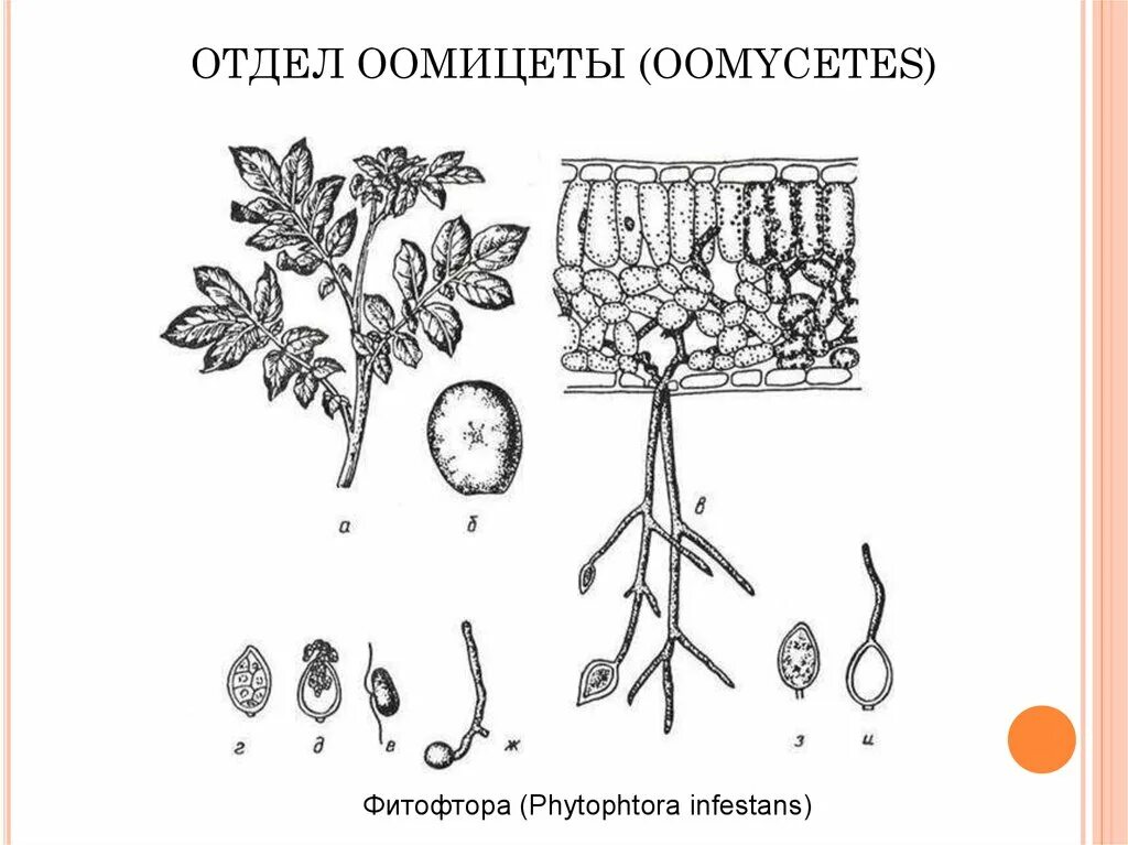 Какой признак внешнего строения фитофторы. Фитофторы phytophthora infestans. мицелий оомицетов. картофельный гриб фитофтора. оомицеты фитофтора.