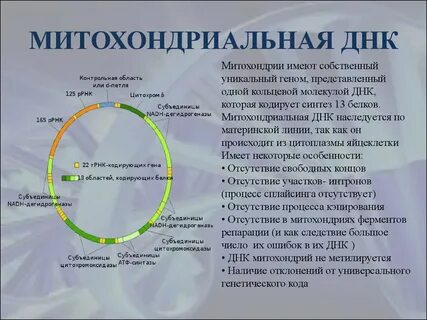Сколько генов в яйцеклетке