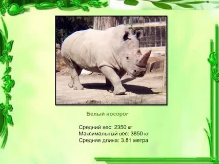 Носорог весит 4 кн какова его масса