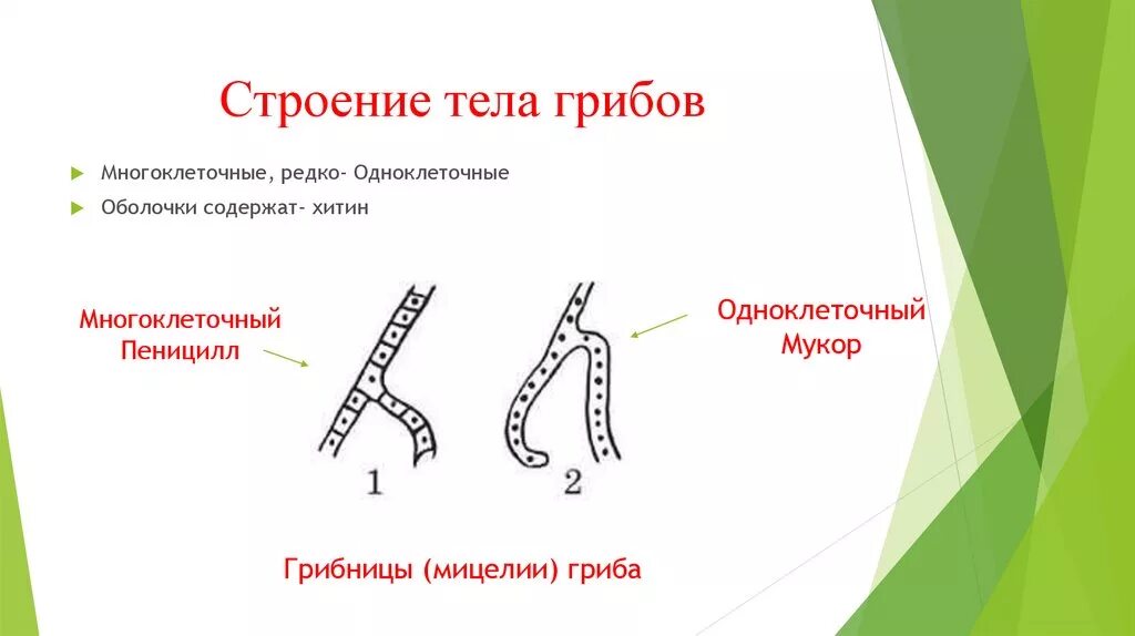 Строение многоклеточного гриба. Одноклеточные грибы строение. строение многошляпочного гриба.